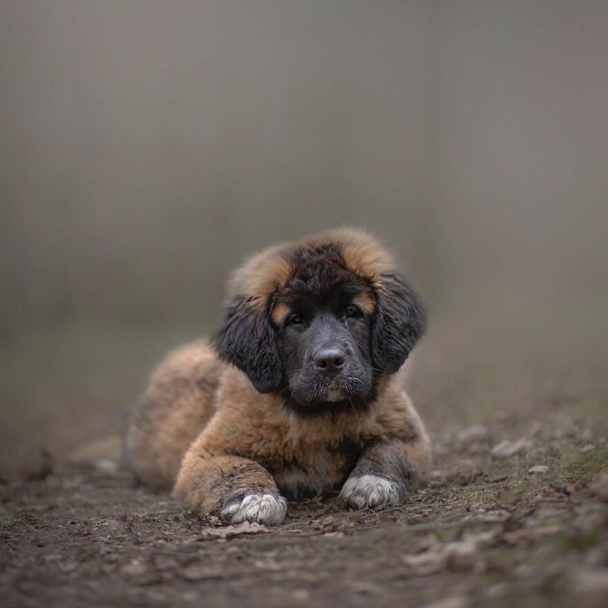 My Most Popular Pics Since I Started Dog Photography