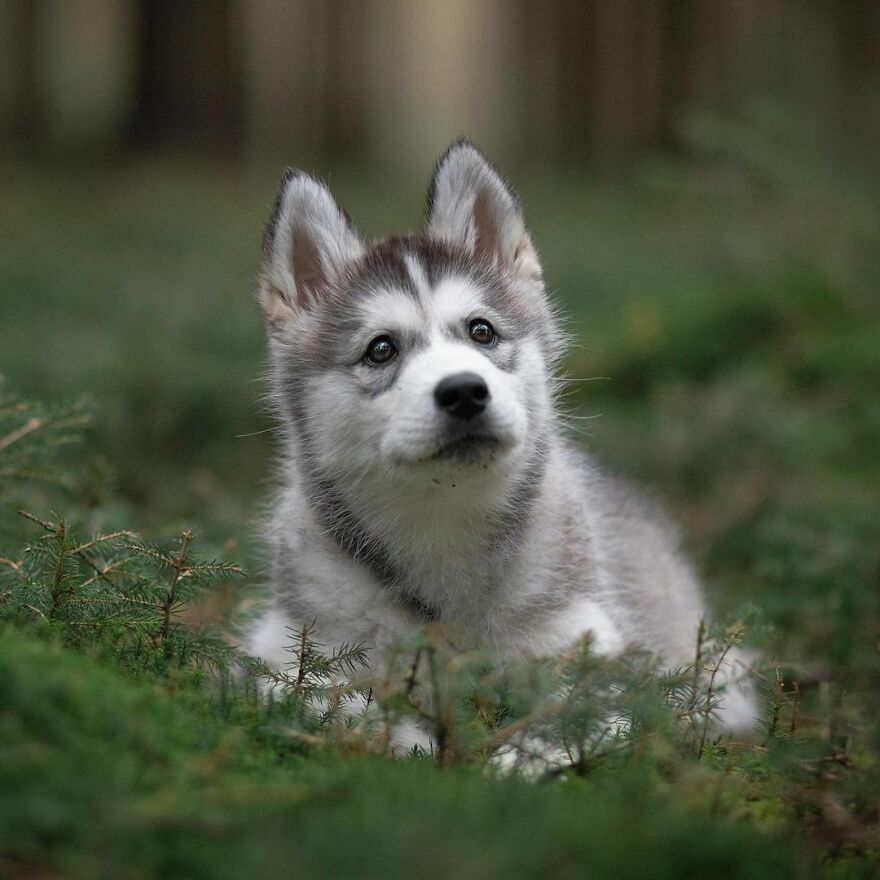 My Most Popular Pics Since I Started Dog Photography