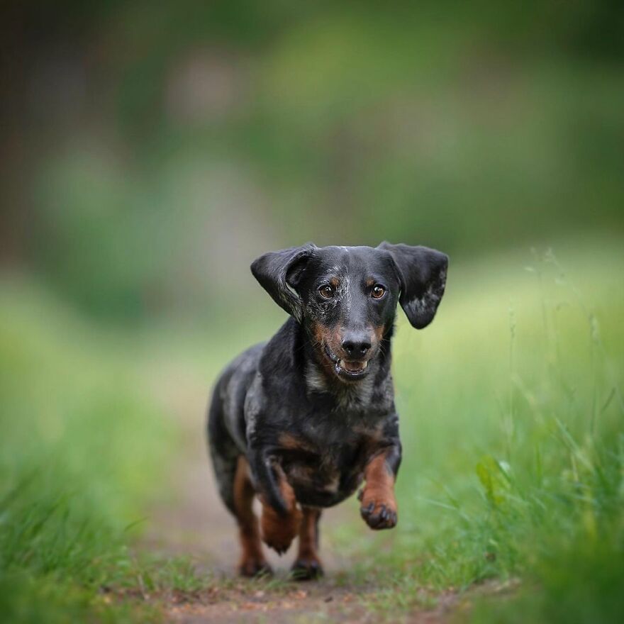 My Most Popular Pics Since I Started Dog Photography