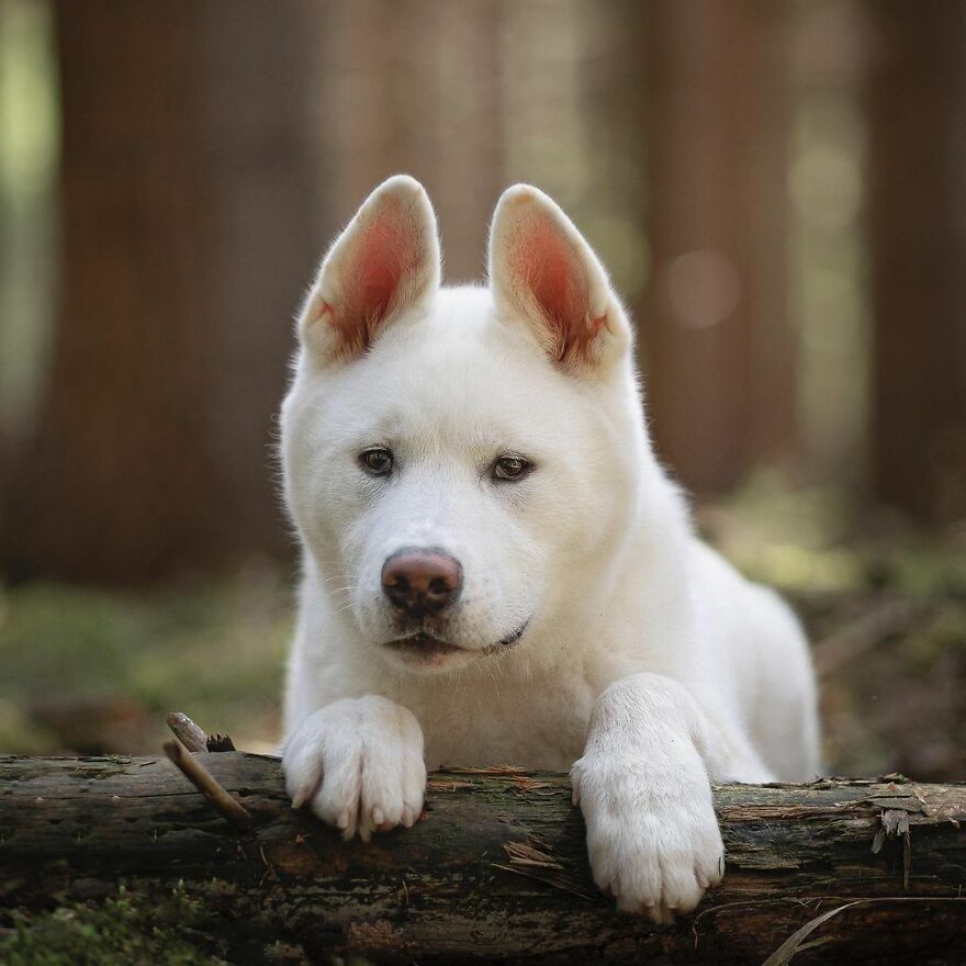 My Most Popular Pics Since I Started Dog Photography