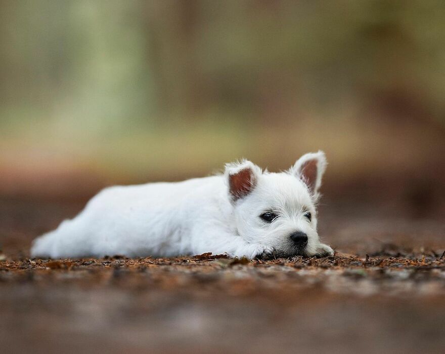 My Most Popular Pics Since I Started Dog Photography