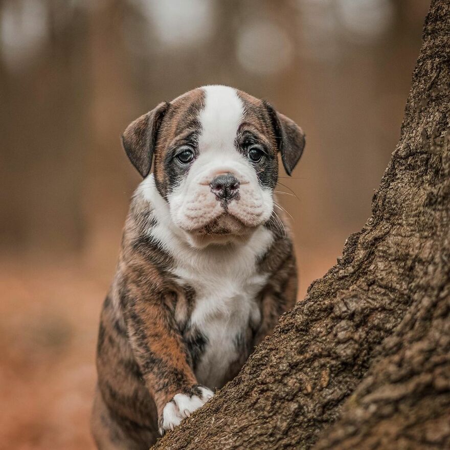 My Most Popular Pics Since I Started Dog Photography