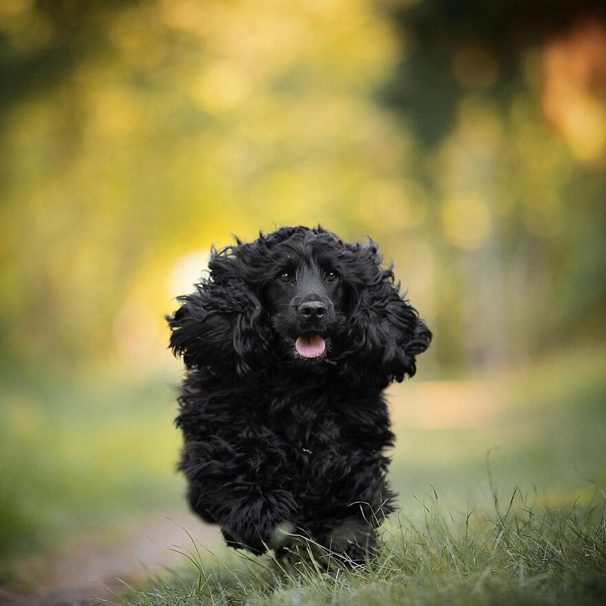 My Most Popular Pics Since I Started Dog Photography