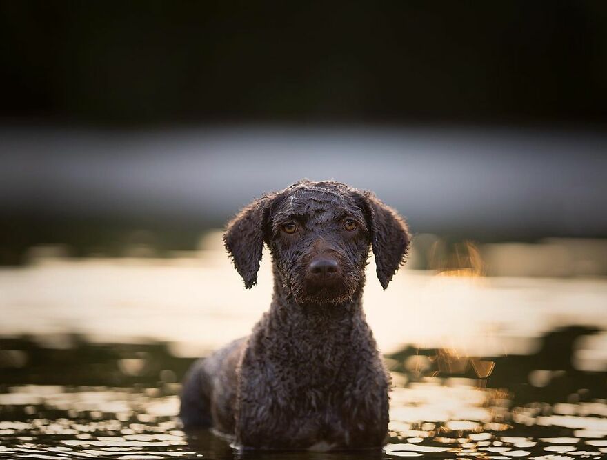 My Most Popular Pics Since I Started Dog Photography