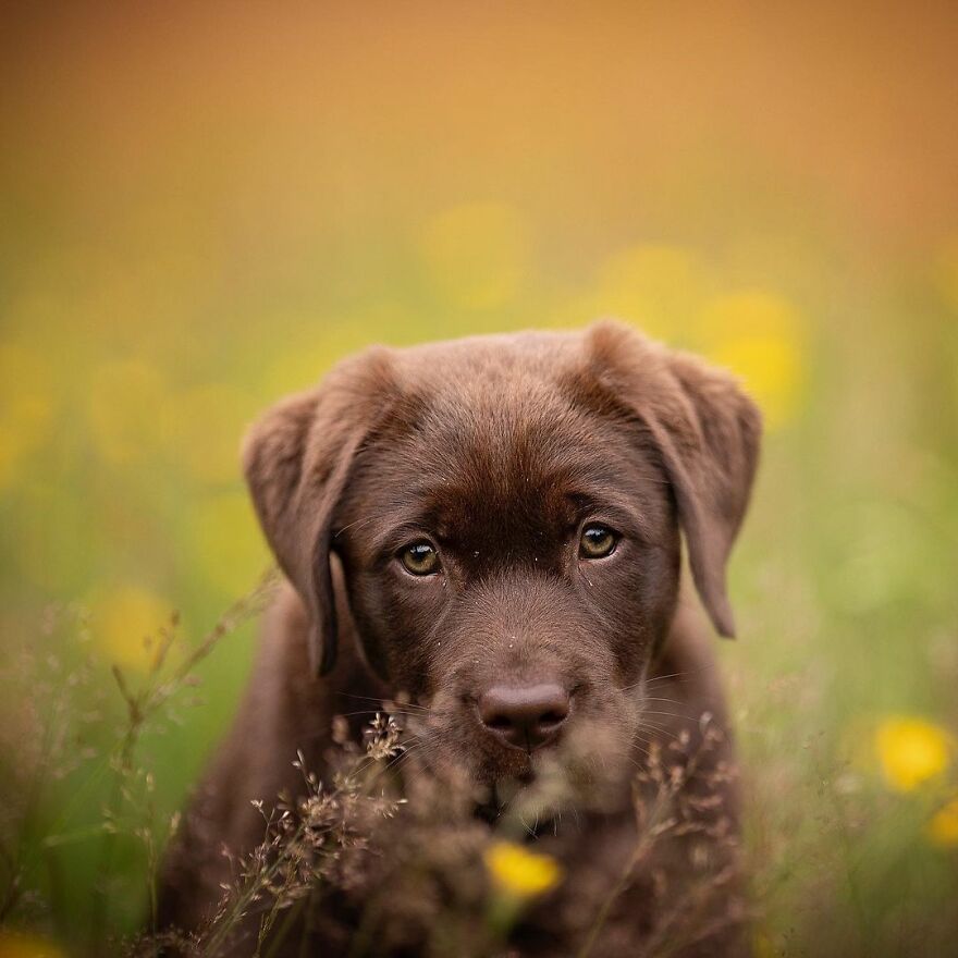 My Most Popular Pics Since I Started Dog Photography