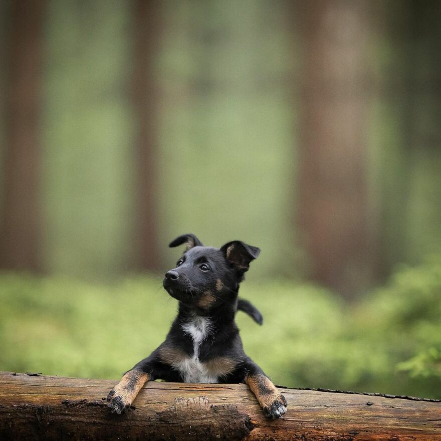 My Most Popular Pics Since I Started Dog Photography