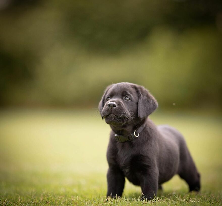 My Most Popular Pics Since I Started Dog Photography