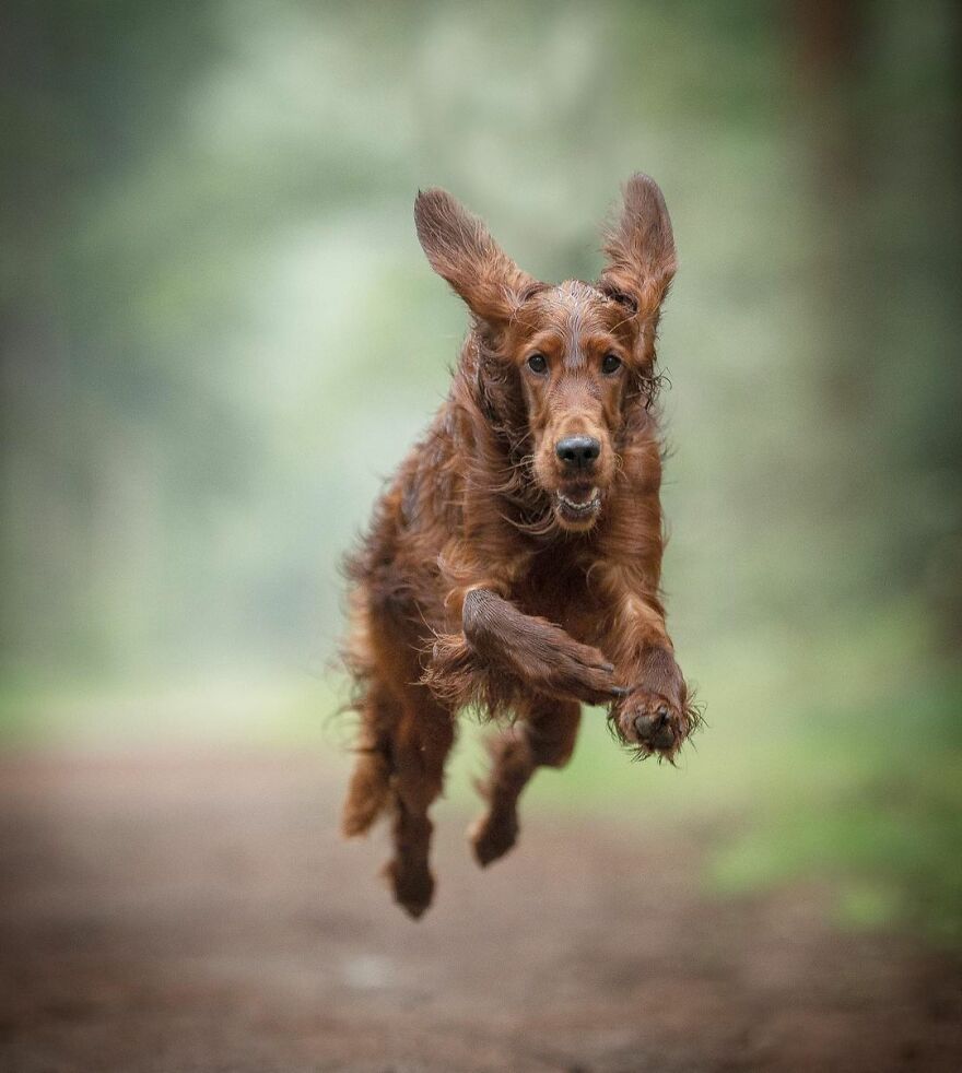 My Most Popular Pics Since I Started Dog Photography