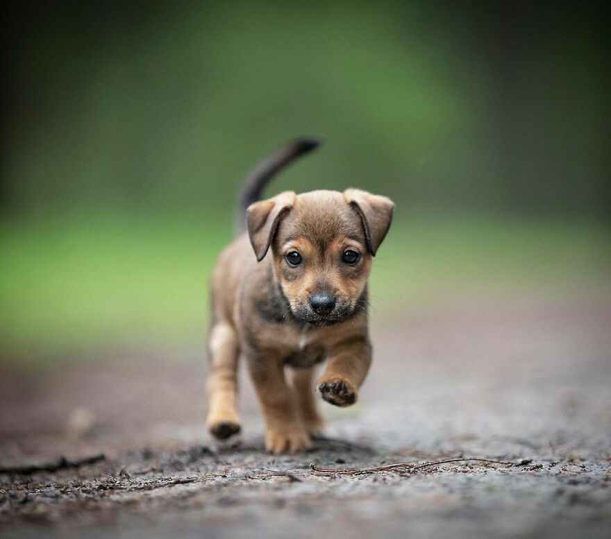 My Most Popular Pics Since I Started Dog Photography