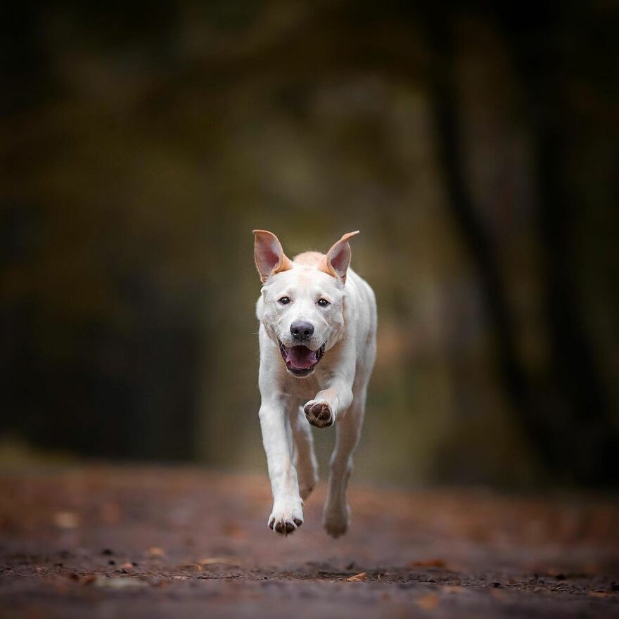 My Most Popular Pics Since I Started Dog Photography