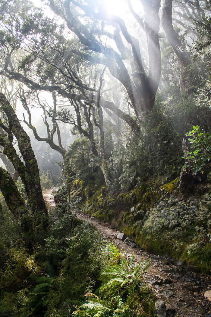 Milford Track, Nz