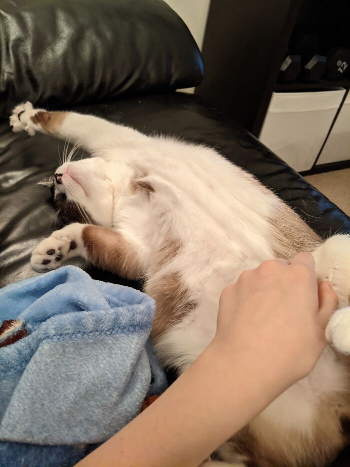 Kihei Getting Them Belly Rubs!