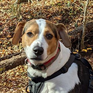 illa_moskowitz avatar