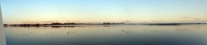 Panorama With Fog And Birds Awakening...