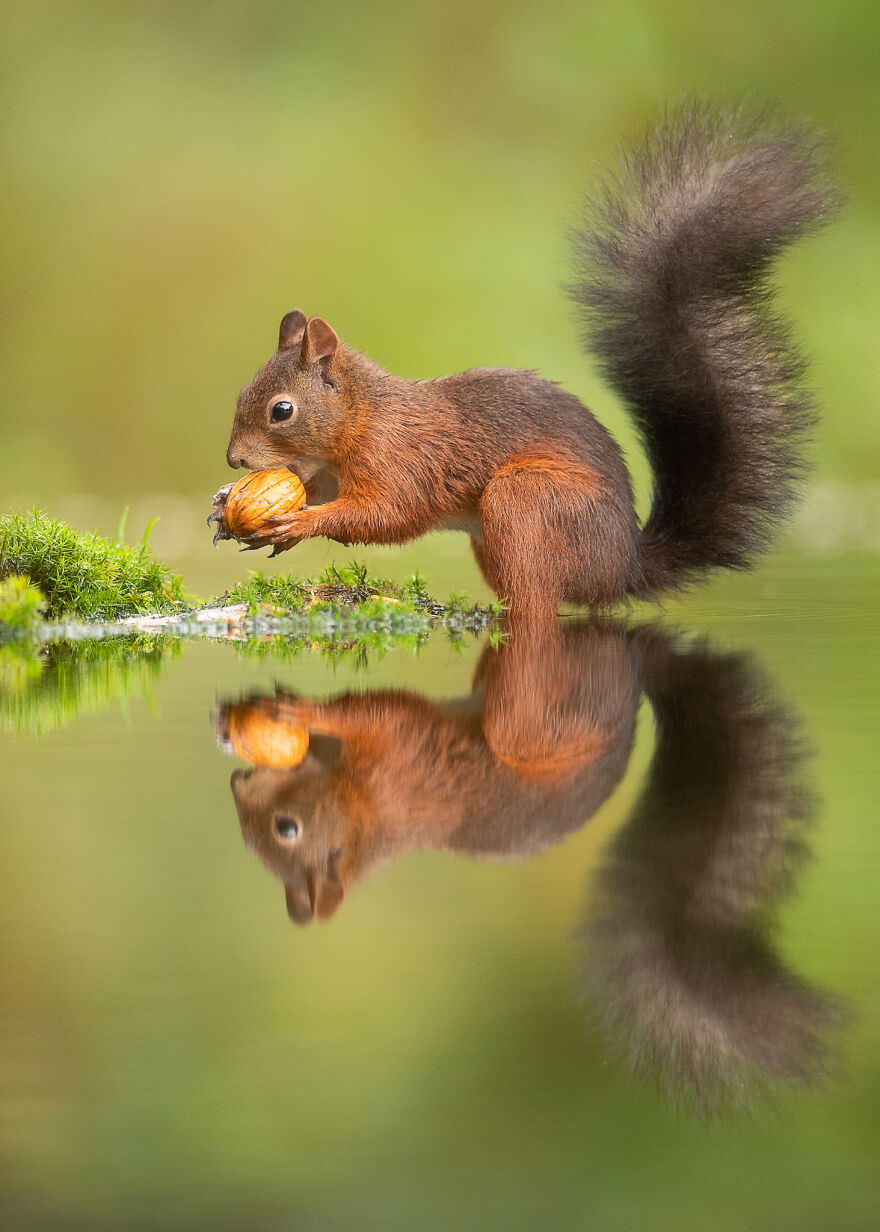 I Take Pictures Of Wildlife Animals And I Captured A Jumping Squirrel In Fall Forest (60 New Pics)