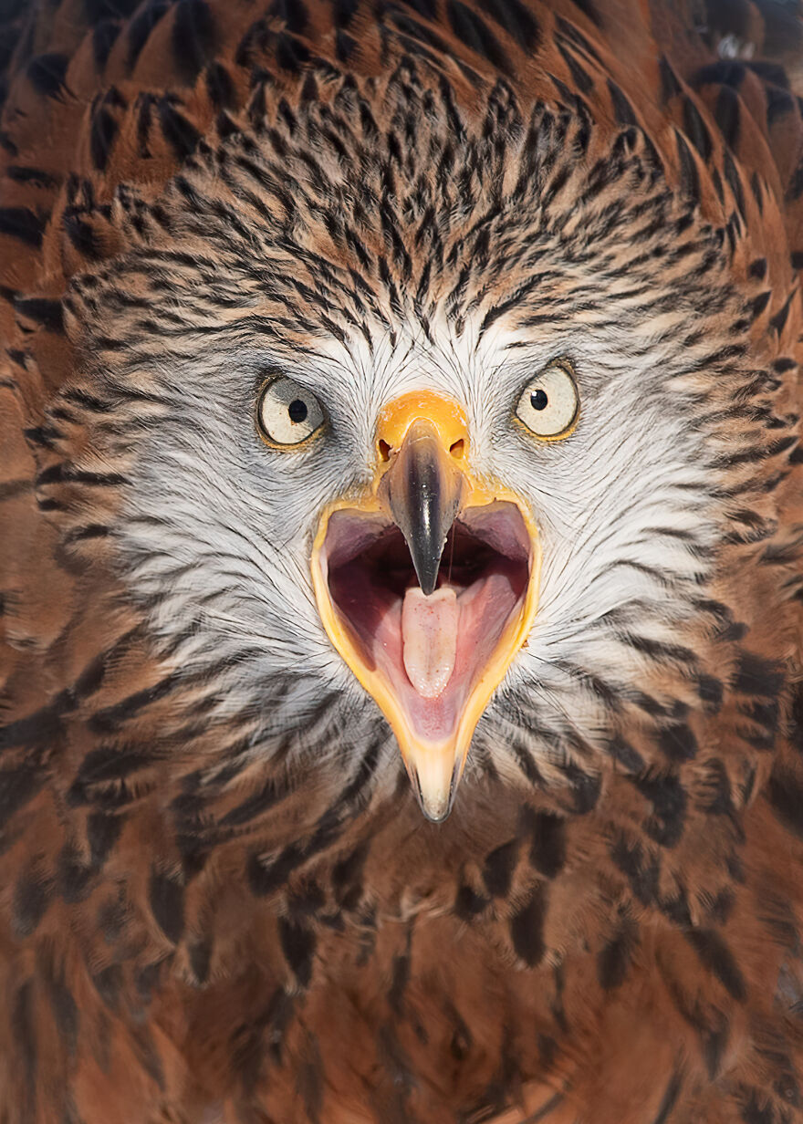 I Take Pictures Of Wildlife Animals And I Captured A Jumping Squirrel In Fall Forest (60 New Pics)