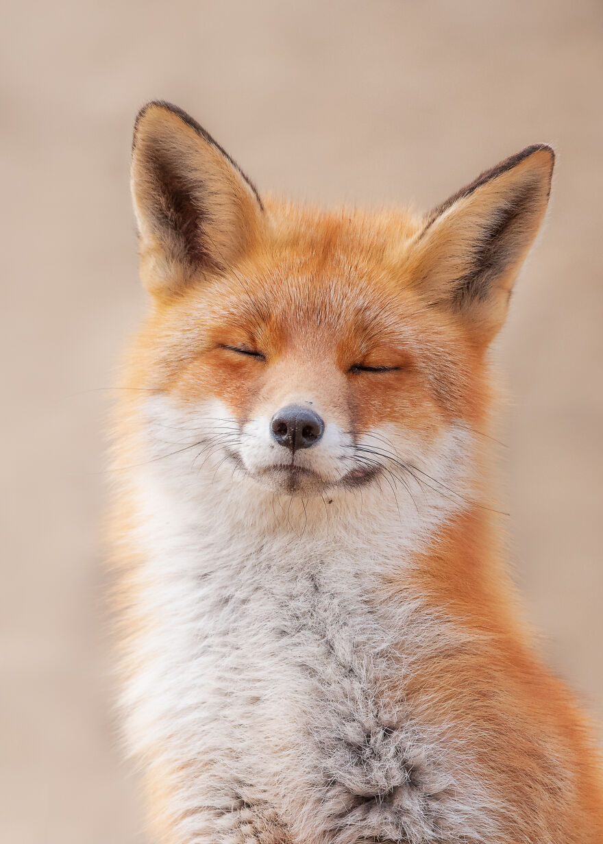 I Take Pictures Of Wildlife Animals And I Captured A Jumping Squirrel In Fall Forest (60 New Pics)