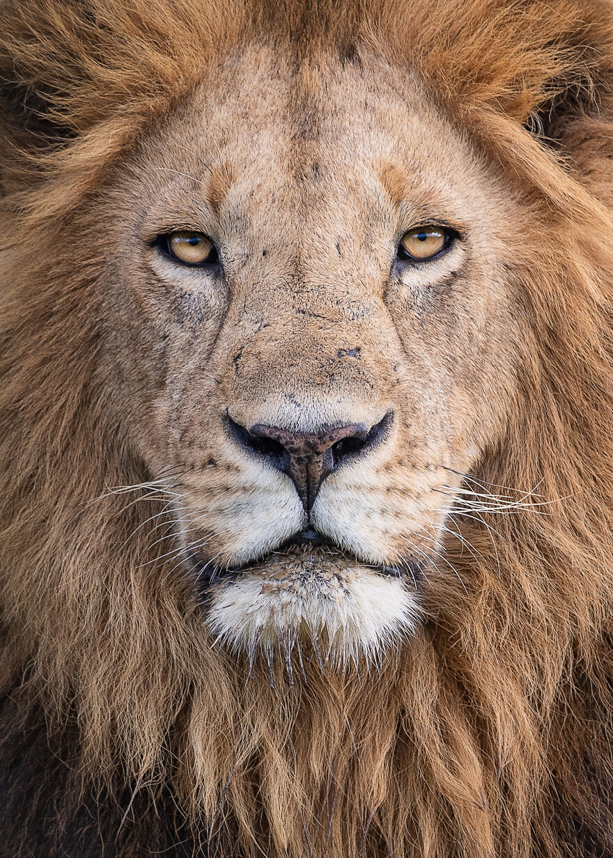 I Take Pictures Of Wildlife Animals And I Captured A Jumping Squirrel In Fall Forest (60 New Pics)