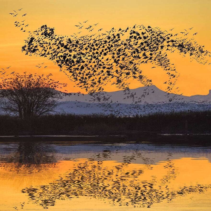 Photographic Project Merges Landscapes And Wild Animals Into Breathtaking Images (53 Pics)