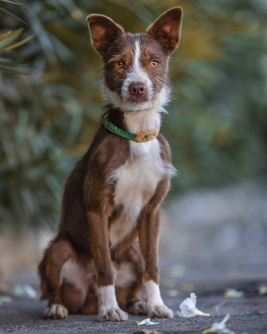I Documented The Strife Of Rare Spanish Dog Breeds In This Shelter, And It's Mortifying