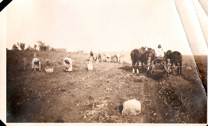 Family Homestead 1923, Eagan, Minnesota. That's My Grandfather On The Horse-Draw Farm Equipment. They Are Harvesting Onions. Gamily Farmed Here From 1870s To Early 1950s. Land Is Now Eagan's Central Park