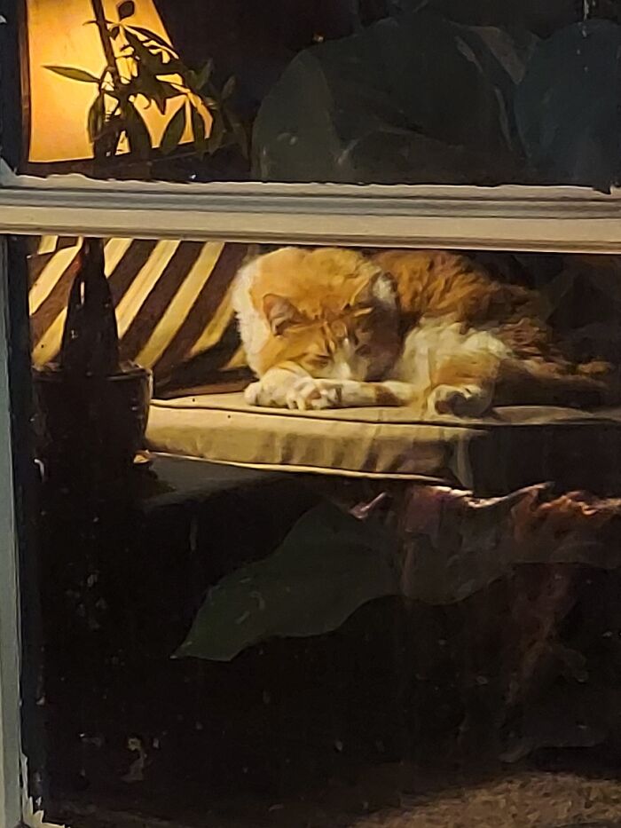 Arlo In His Confy Corner