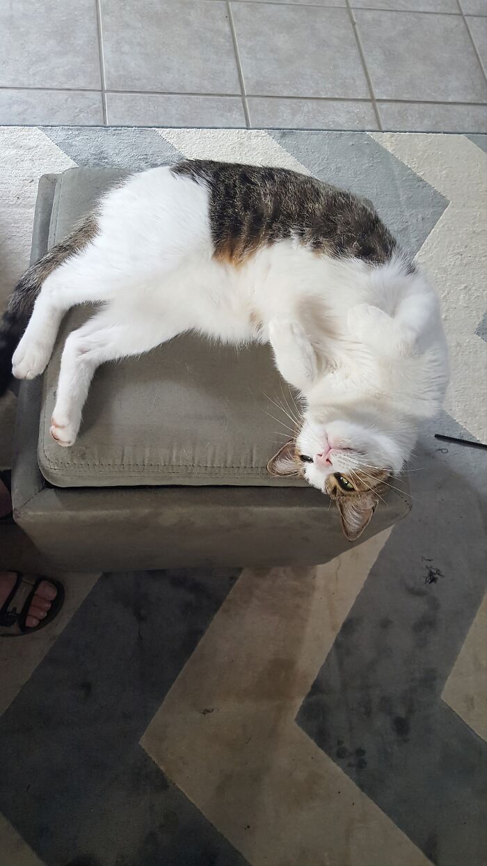 Montana Doing His Best Cute Seal Impression