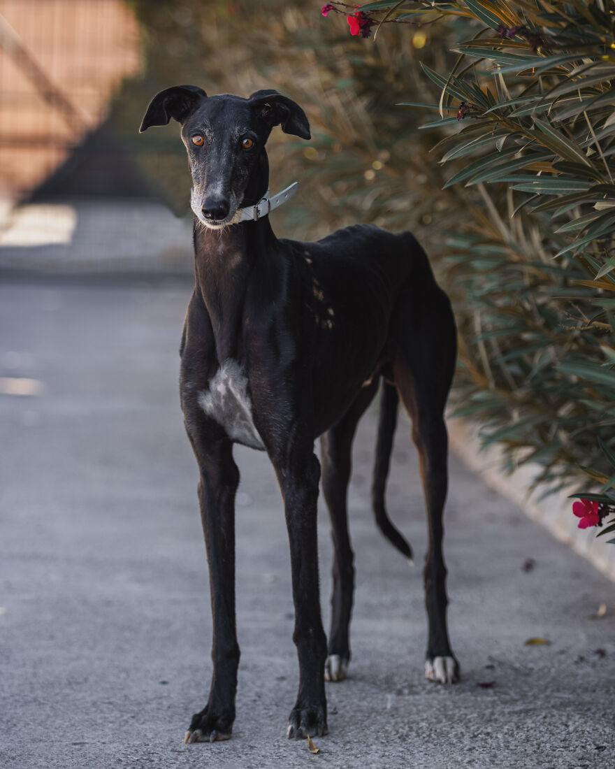 I Documented The Strife Of Rare Spanish Dog Breeds In This Shelter, And It's Mortifying