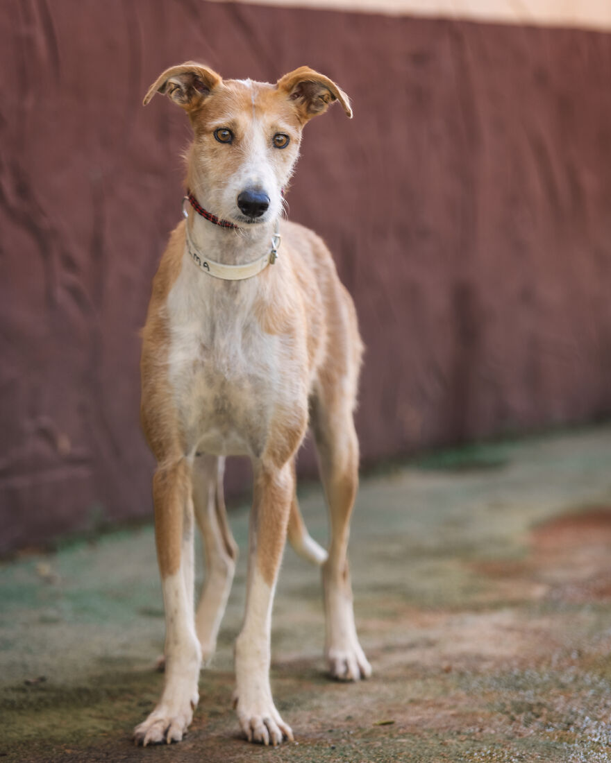 I Documented The Strife Of Rare Spanish Dog Breeds In This Shelter, And It's Mortifying