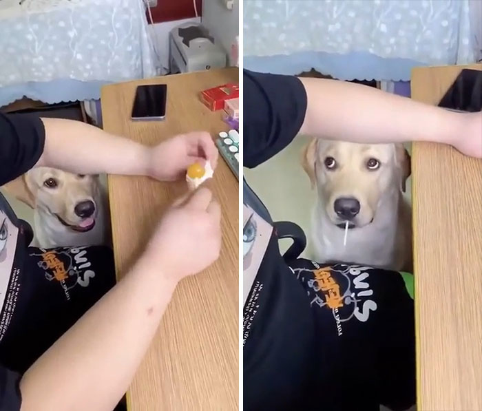 Dog Begs For Lollipop And Is Then Baffled About What To Do With It