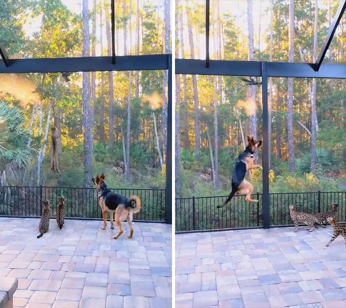 Dog Is Trying His Best To Jump Like Cat Friends