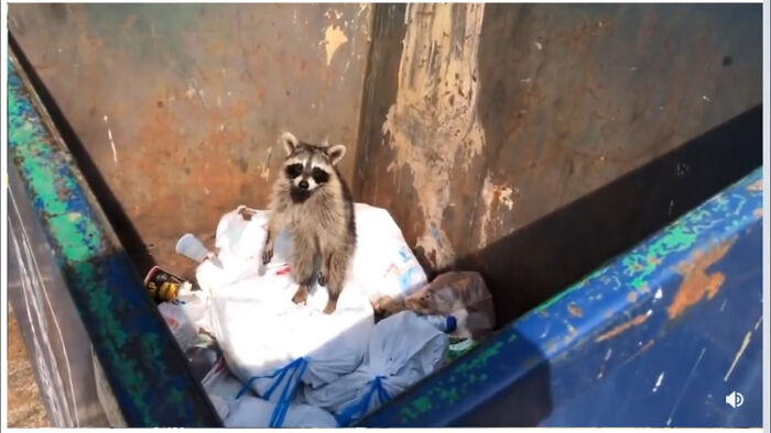 Dumpster Diver Needed A Little Help Out After Getting Stuck Down There