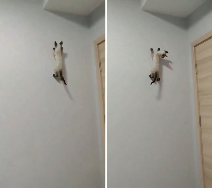 Enjoys Sticking To Walls