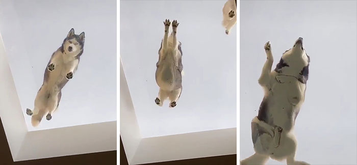 Husky Lounging On The Ceiling