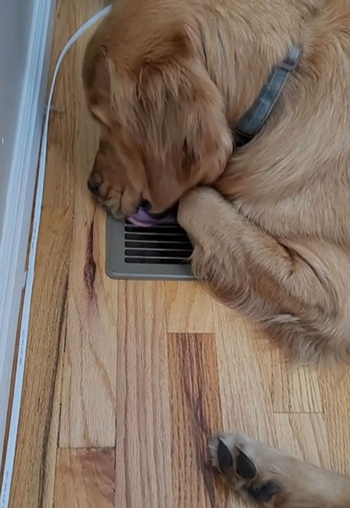 I Cannot Figure Out Why He Likes To Lick The Vent