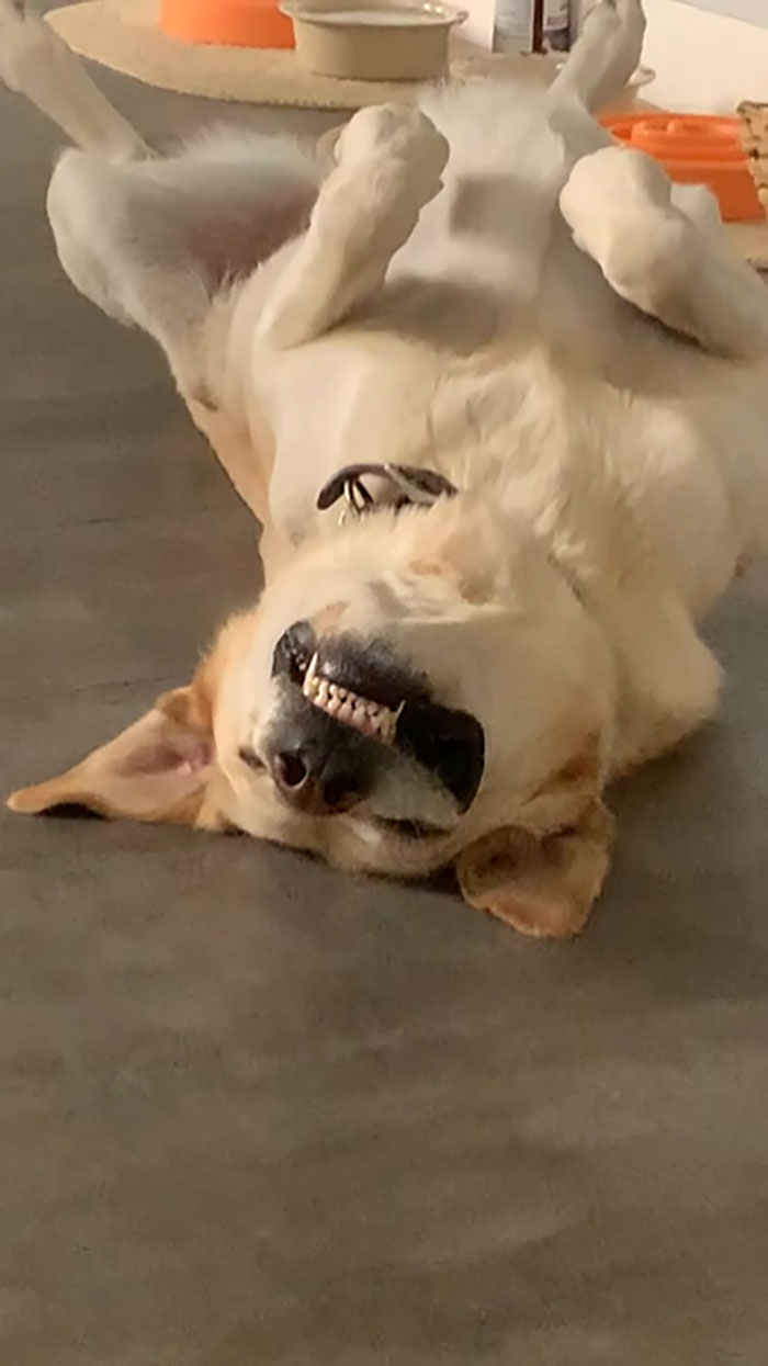 I Have The Laziest Sous Chef, But Damn If He Ain’t Cute