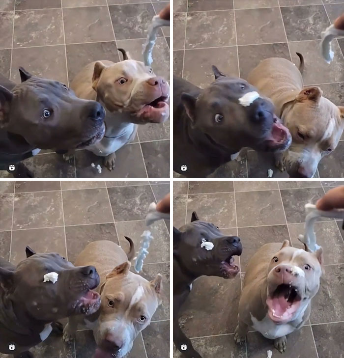 Trying To Get A Taste Of Some Yummy Whipped Cream