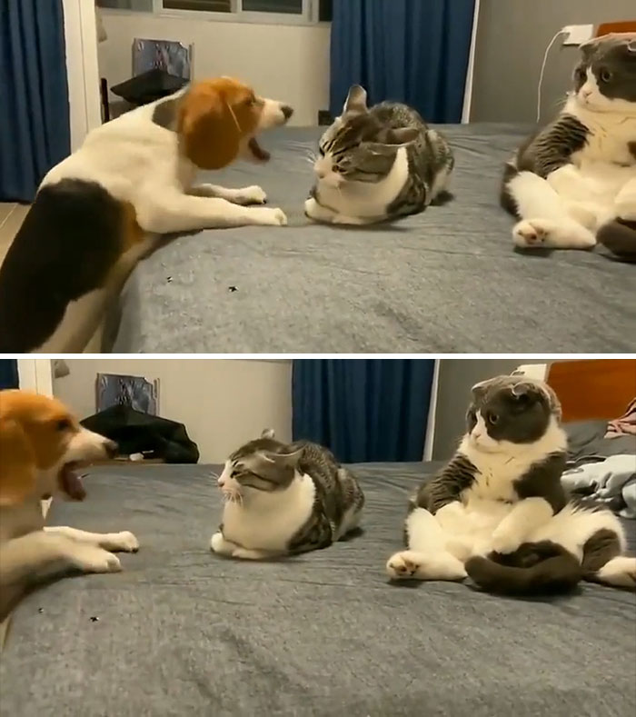 "¿Qué diablos le pasa a este tipo?"