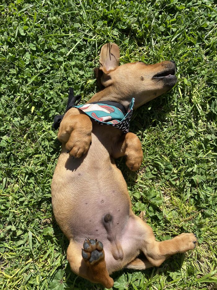 Puppy, Playing And Sunshine, I Tired Now Lol