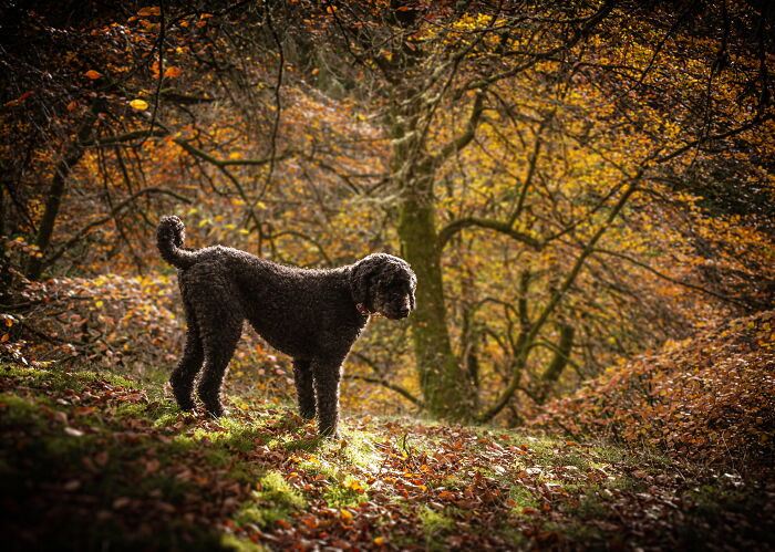 Tails From The Woods