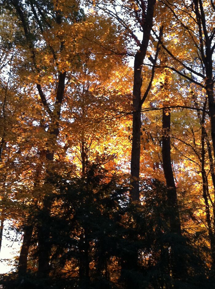 Fall Morning In Indiana