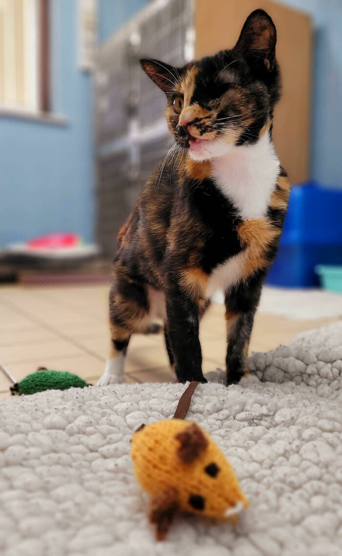 Meet Trudie, The 'Miracle' Cat Who Survived Being Run Over By A Bus And Found A New Forever Home