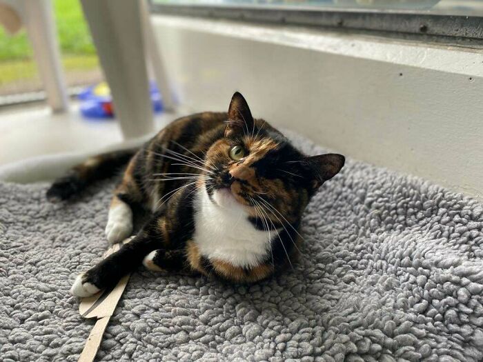 Meet Trudie, The 'Miracle' Cat Who Survived Being Run Over By A Bus And Found A New Forever Home
