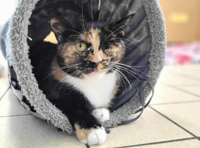 Meet Trudie, The 'Miracle' Cat Who Survived Being Run Over By A Bus And Found A New Forever Home