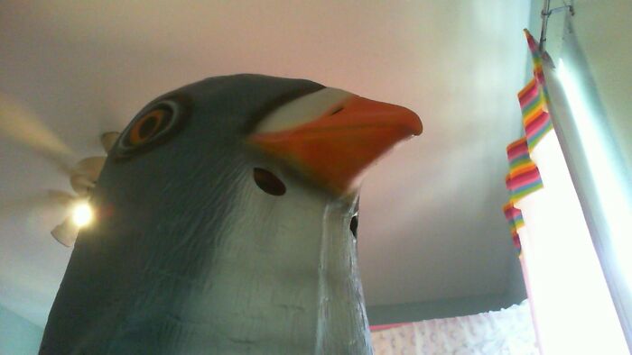 Uh- This Is Me- But- Pigeon Mask-
