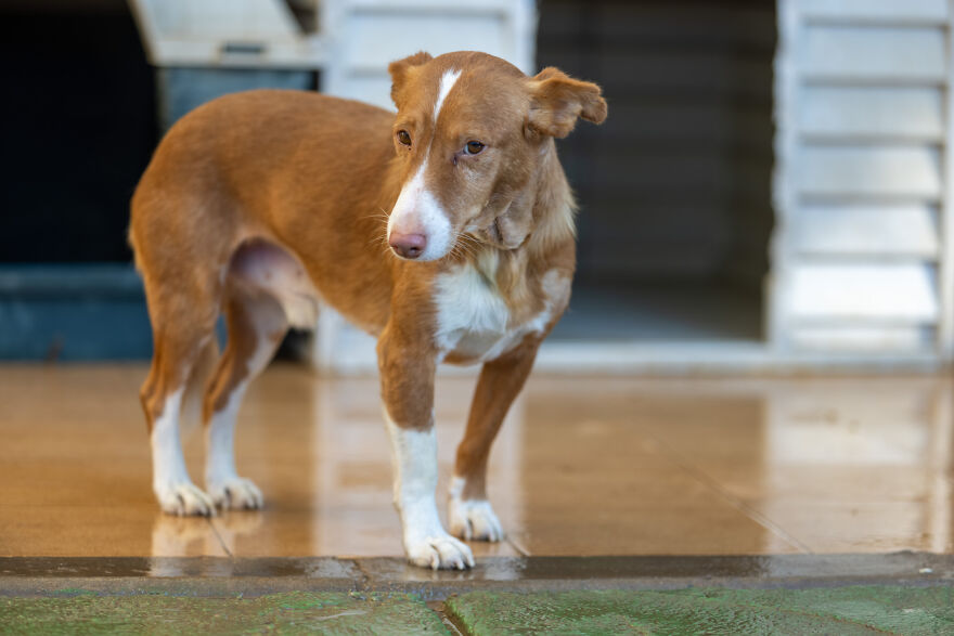 I Documented The Strife Of Rare Spanish Dog Breeds In This Shelter, And It's Mortifying