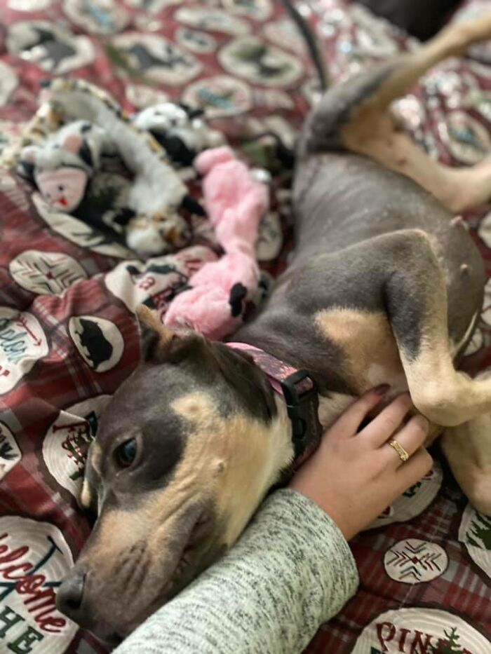 Woman Takes A Starving Pit Bull Under Her Wing After It Had Been Found Locked Up In An Abandoned House With A Broken Leg And No Food