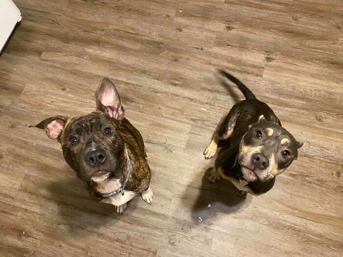 Woman Takes A Starving Pit Bull Under Her Wing After It Had Been Found Locked Up In An Abandoned House With A Broken Leg And No Food