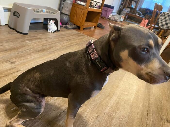 Woman Takes A Starving Pit Bull Under Her Wing After It Had Been Found Locked Up In An Abandoned House With A Broken Leg And No Food