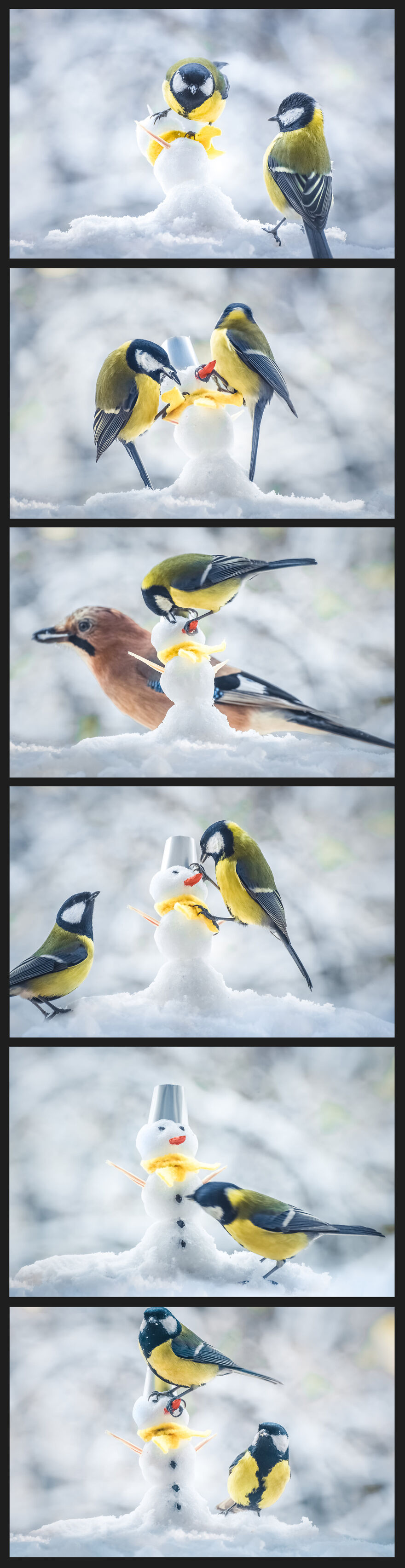 Have You Ever Seen Birds Building A Snowman? Yeah, Now You Have. Have You Ever Seen Birds Building A Snowman? Yeah, Now You Have.